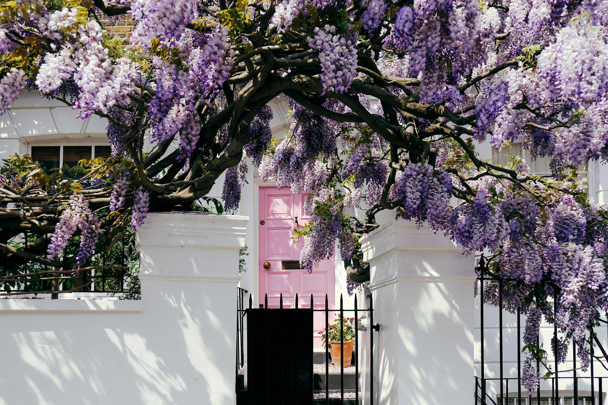 Spring in SW London 